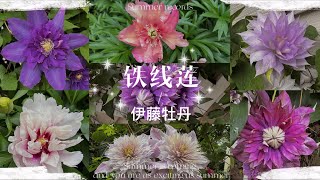 6月初的花园 铁线莲 伊藤牡丹 正当时  端午节的花园 [upl. by Seena]