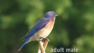 Western Bluebird [upl. by Aitnuahs]