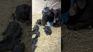 Bakri ke char bacche huae hai love cutebaby cute cutenessoverloaded adorablevideo cutepicture [upl. by Estrellita]