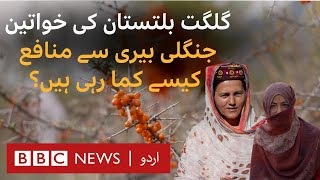 GilgitBaltistan Sea buckthorn farming provides women a business opportunity  BBC URDU [upl. by Yeltnarb]