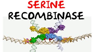 Serine recombinase [upl. by Wivestad]