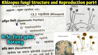 Rhizopus fungi Structure and Reproduction part1  BSc first year botany 1st semester [upl. by Tfat]