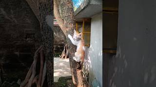 How are my kittens climbing trees। cat catsounds catlover cutecat cute meowed meow [upl. by Aurlie]