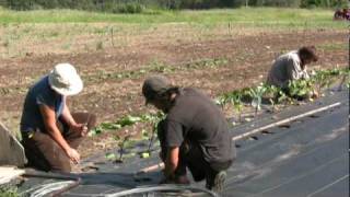 What Is Biodynamic Farming [upl. by Edak105]