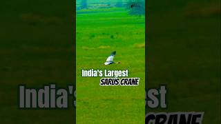 Flight of Sarus Crane saruscrane youtubeshorts viralshort trendingshorts [upl. by Eleen9]