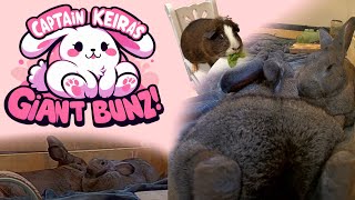 Giant Bunz  Flemish Giant Bunny Rabbit Stream 247 by CaptainKeira [upl. by Freeland746]