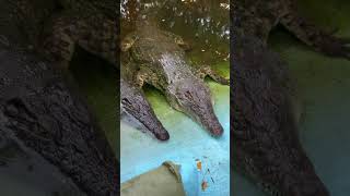 Crocodile 🐊 crocodile crocodiles wildanimals wildlife petsvlog minivlog ytshorts shorts [upl. by Esiuole347]