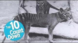 Top 10 Extinct Animals [upl. by Crutcher]