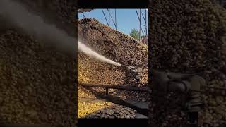 Process of Cleaning Potatoes with Water Jet [upl. by Ecnerat527]