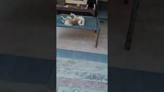 mostwatchfunny comedyfilms doglover mostcomedy funnycomedy mustwatchfunny comedymovies pets [upl. by Cattan115]