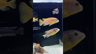 4 Feet African Cichlid Tank Update [upl. by Borchers]