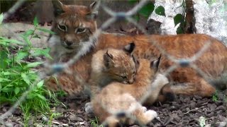 LuchsKinder Tierpark Hellabrunn [upl. by Ateikan]