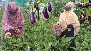 Wangun Yakhni  Apne Kitchen Garden Se Hi Nikale Baingan  Saas Ne Hi Sikhaya Fry Krna [upl. by Maddeu]