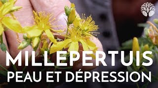 Le millepertuis plante de la dépression et de la peau [upl. by Korwin413]