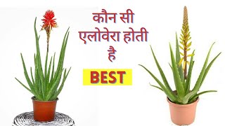 जानिए कौन सी एलोवेरा होती है Best  aleo vera plant  एलोवेरा की पहचान  aloe vera kaise lagaye [upl. by Zacharie905]