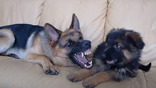 German Shepherd and Puppy Playing On Couch [upl. by Summers]