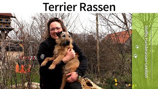 Steffis Hunderassen Lexikon ➡️ Terrier Rassen ➡️ Die Hunderasse Terrier ✔️ [upl. by Eldreeda]