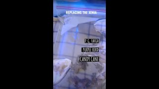 Removing the Pulsing Xenia adding new SPS corals nano reef [upl. by Eiboh775]