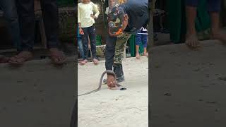 bollywoodmusic snakebeats snake murliwale halloweenbeats funny cobra [upl. by Hguh]