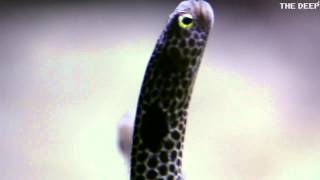 The Life Of A Garden Eel  TheDeepHull [upl. by Dnomrej908]