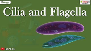 Cilia and Flagella  Class 11 Biology  Structural Organization of the Cell  iKen [upl. by Edwina]