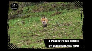 A pair of foxes hunted by Warwickshire Hunt [upl. by Gail]