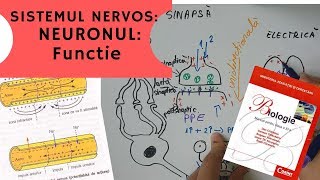 ADMITERE MEDICINA SISTEMUL NERVOS 2 NEURONUL Functie [upl. by Noseimaj50]