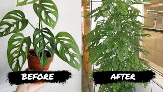 8 SIMPLE TIPS TO MAKE YOUR ADANSONII GROW FASTER [upl. by Nyladgam]