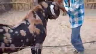 Goat Farming India  Goat Farm Stays Rajasthan [upl. by Irwinn]