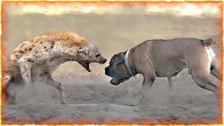 Boerboel VS Hyena [upl. by Mair]