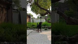 Shikar vs Shikari part 2 rottweilerlove youtubeshorts shorts vlog [upl. by Adda]