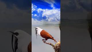 Threewattled bellbird bird nature animals [upl. by Sirrom176]