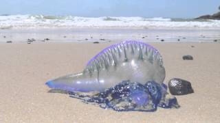 Blue Bottle Jellyfish  Australian Beach  Short Documentary [upl. by Laresa]