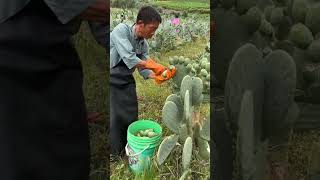 The process of harvesting cactus fruit [upl. by Inafit]