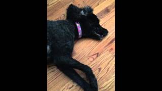 Dog grand mal epileptic seizure male standard poodle [upl. by Rosalia605]