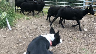 Treating my sheep herding with stormsheepdog misbehaving [upl. by Nonnair]