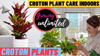 How to Grow Colorful Crotons Indoors [upl. by Zat851]