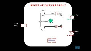 10  Physiologie cardio vasculaire partie 10 [upl. by Nomed]