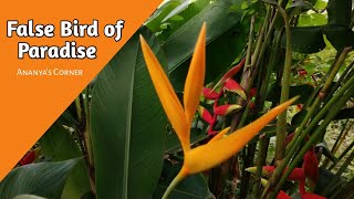 🌿How to grow Heliconia False Bird of Paradise bird of paradise flowerfalse bird of paradise plant [upl. by Leonore]