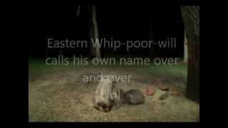 For a good nights sleep  the Eastern Whippoorwill [upl. by Gregorio]