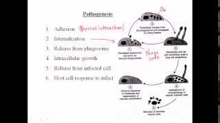 Rickettsia pathogenesis [upl. by Aner343]