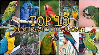 TOP 10  MOST BEAUTIFUL MACAWS [upl. by Aicela]