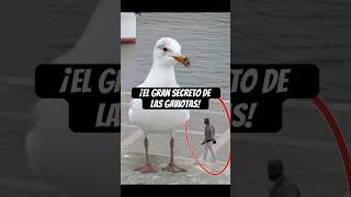 ¡El Gran Secreto de las Gaviotas 🕵️‍♂️🕊️ [upl. by Dyun]