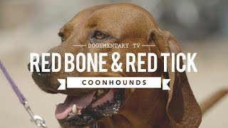 ALL ABOUT REDBONE amp REDTICK COONHOUNDS [upl. by Ylatfen]