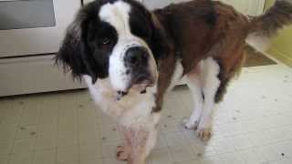 St Bernard Dog Talking [upl. by Iraj]