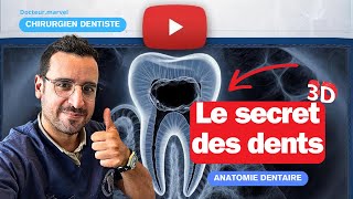 Le SECRET des DENTS  le NERF dentaire [upl. by Cristiano]