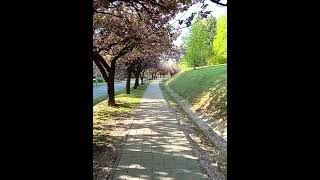 A Wonderful Walk Under the Cherry Blossoms Springtime Serenity [upl. by Oatis]