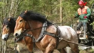 Horse logging Biomass Sweden 2012 [upl. by Andromache]