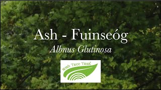 Ash  Fuinseóg Fraxinus excelsior [upl. by Nala412]