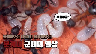 4K UHD 분개미 군체의 일상  Formica sanguinea  アカヤマアリ [upl. by Leamiba]